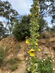 Verbascum boerhavii