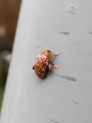 Asiophrida scaphoides