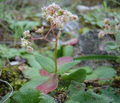 Crassula simulans