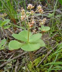 Crassula simulans