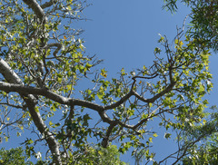 Brachychiton australis