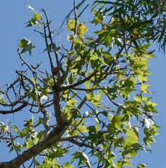 Brachychiton australis