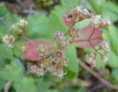 Crassula simulans