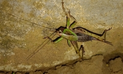 Arytropteridini