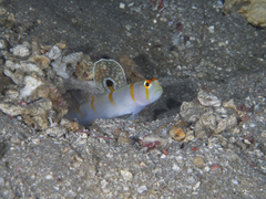 Amblyeleotris randalli