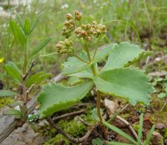 Crassula simulans