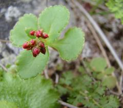 Crassula simulans