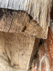 Ichneumon stramentor