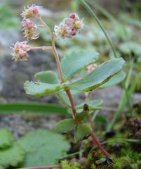 Crassula simulans