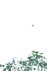 Troidini
