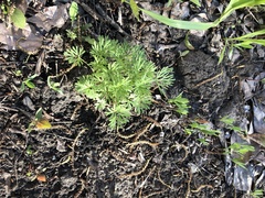 Artemisia sieversiana