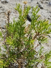 Peucephyllum schottii