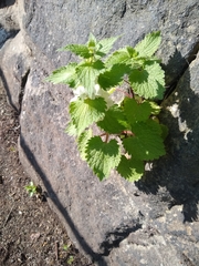 Lamium album