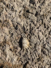 Hymenosoma orbiculare