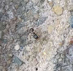 Camponotus werthi