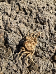 Hymenosoma orbiculare