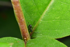 Polyrhachis laevissima