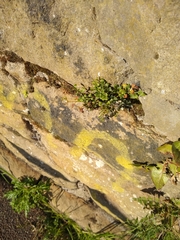 Asplenium ruta-muraria