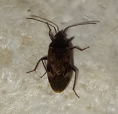 Lethaeini