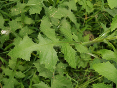 Lactuca canadensis