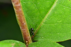 Polyrhachis laevissima