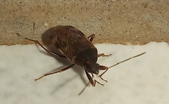 Lethaeini