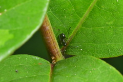 Polyrhachis laevissima