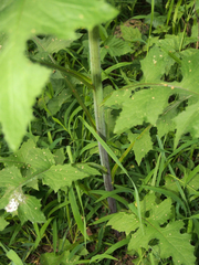 Lactuca canadensis