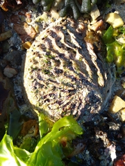 Haliotis midae
