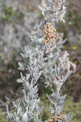 Atriplex cinerea
