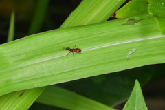 Amorphocephalina