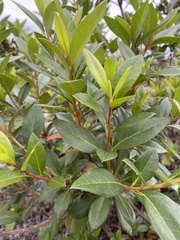 Rhododendron pulchrum phoeniceum