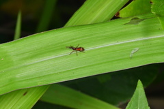 Amorphocephalina