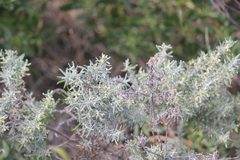 Olearia axillaris