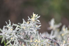 Olearia axillaris