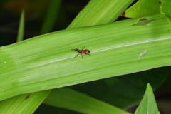 Amorphocephalina