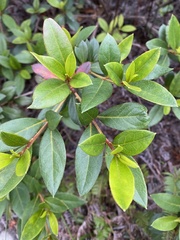 Rhododendron pulchrum phoeniceum