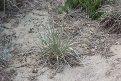 Spinifex sericeus