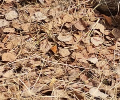 Nymphalis xanthomelas