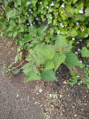 Urtica dioica