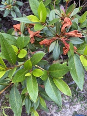 Rhododendron pulchrum phoeniceum