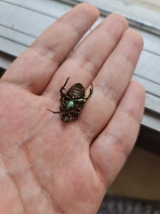 Protaetia niveoguttata