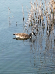 Branta canadensis