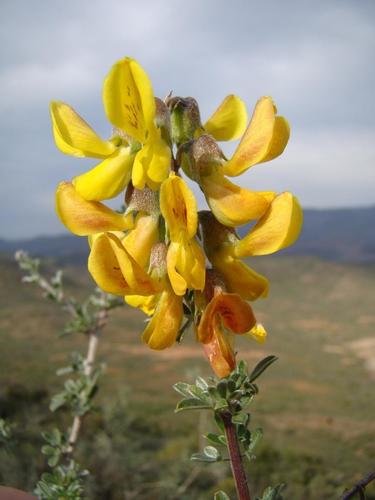 Silver Pennypea (Wiborgiella argentea)