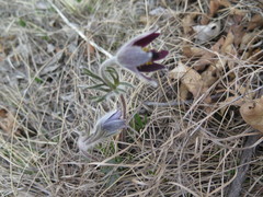 Pulsatilla cernua