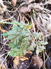 Sceptridium robustum