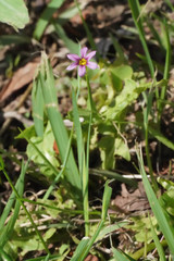 Sisyrinchium rosulatum