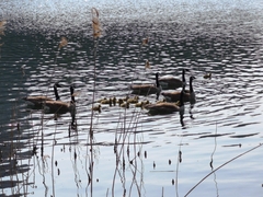 Branta canadensis