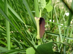 Aristolochia rotunda