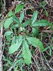 Melicope pteleifolia